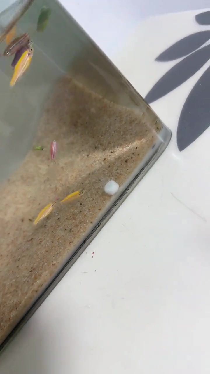 这是什么啊？有钓鱼佬知道吗？