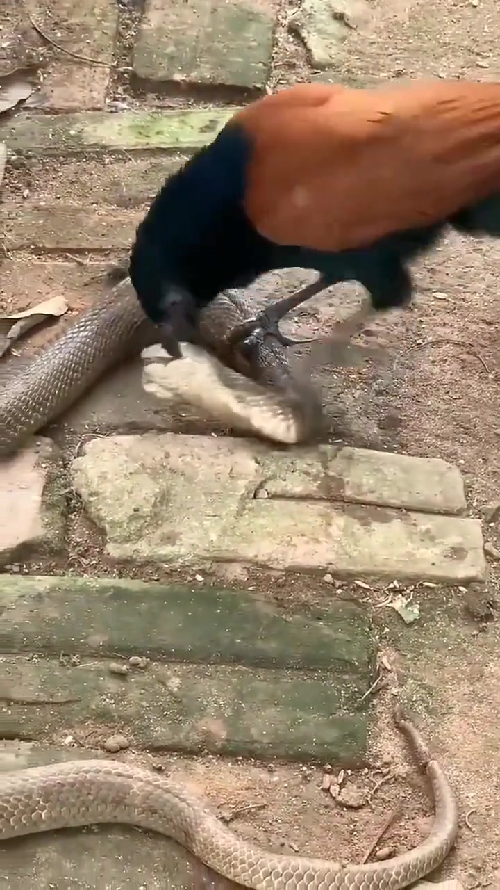 这是什么鸟啊？看起来也太狠了
