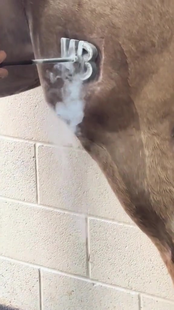 这不疼吗？怎么马都没反应的