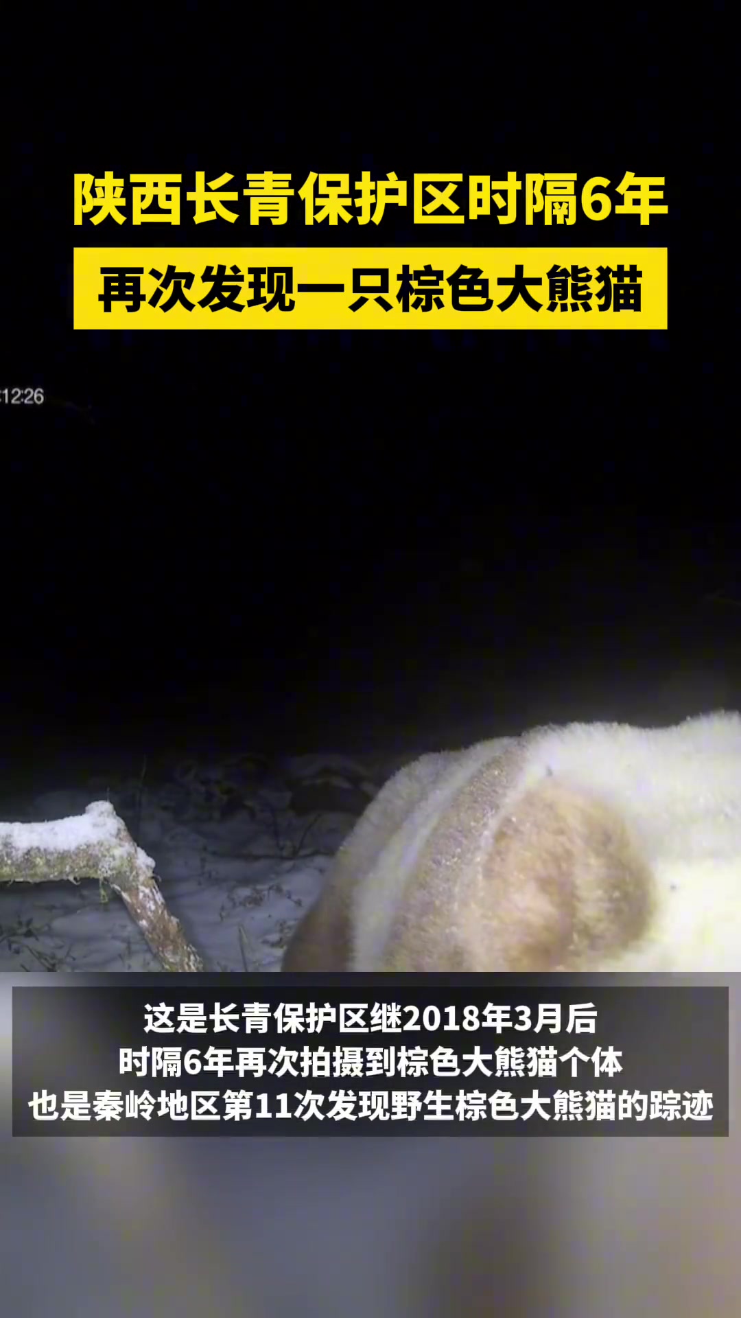 陕西再次发现一只棕色大熊猫！
