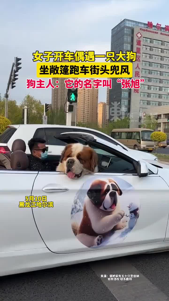 女子开车偶遇一只大狗，坐敞篷跑车街头兜风