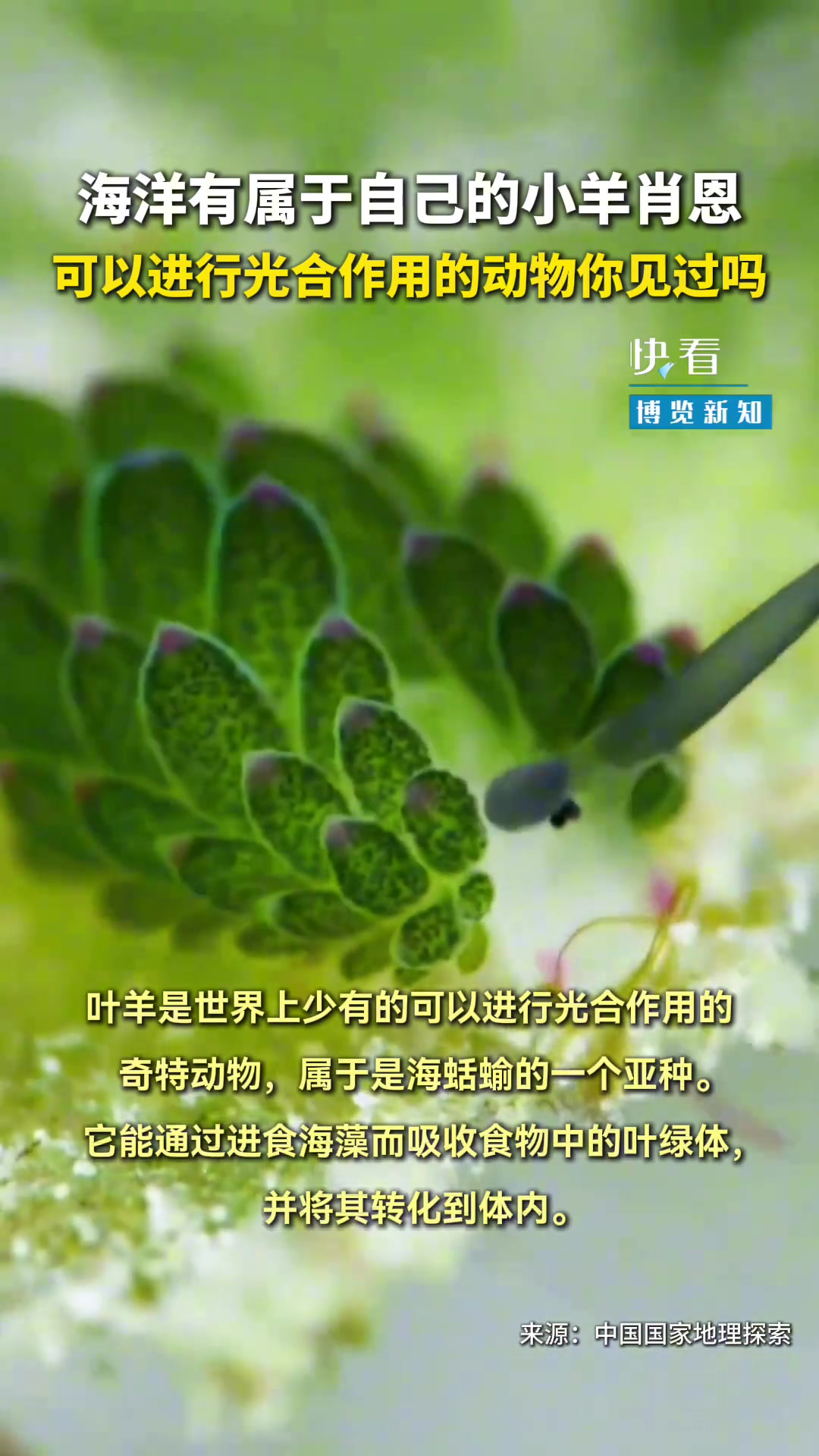 海洋有属于自己的小羊肖恩。可以进行光合作用的动物