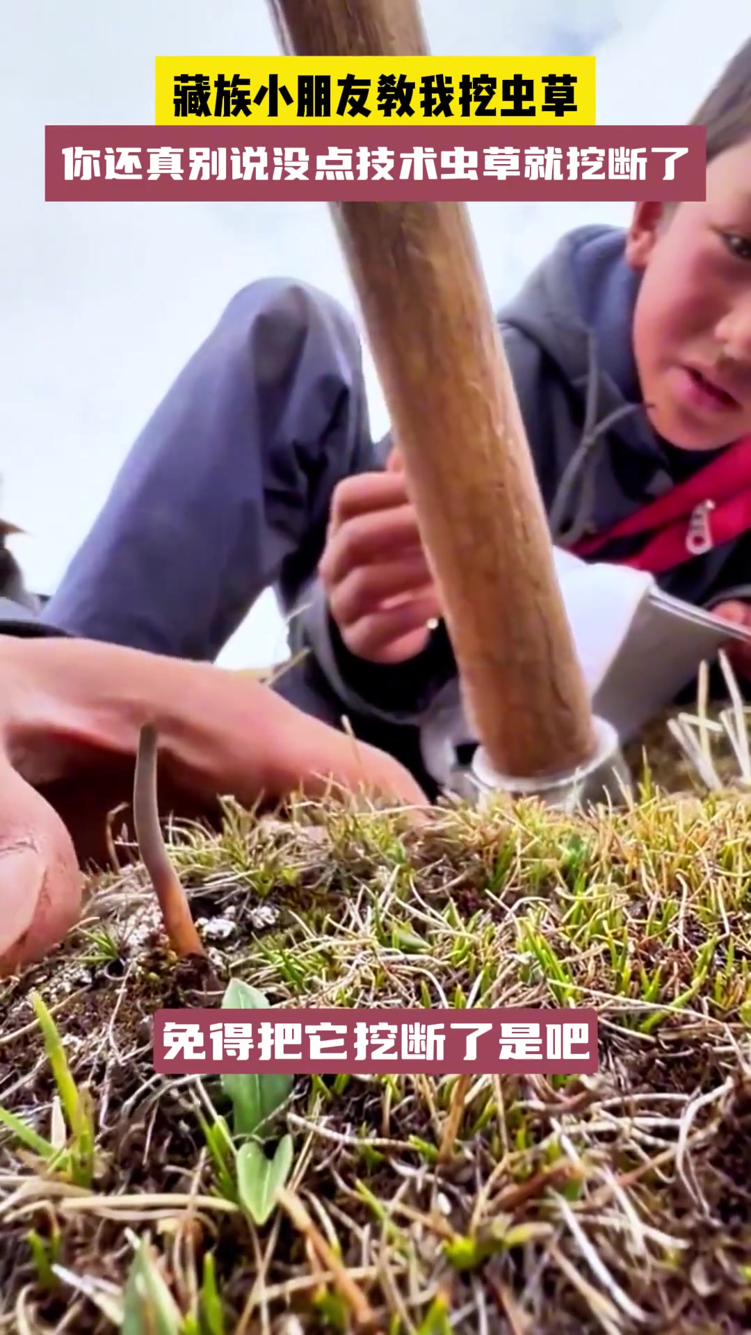 真长虫样！西藏小朋友挖虫草小朋友言传身教如何挖虫草