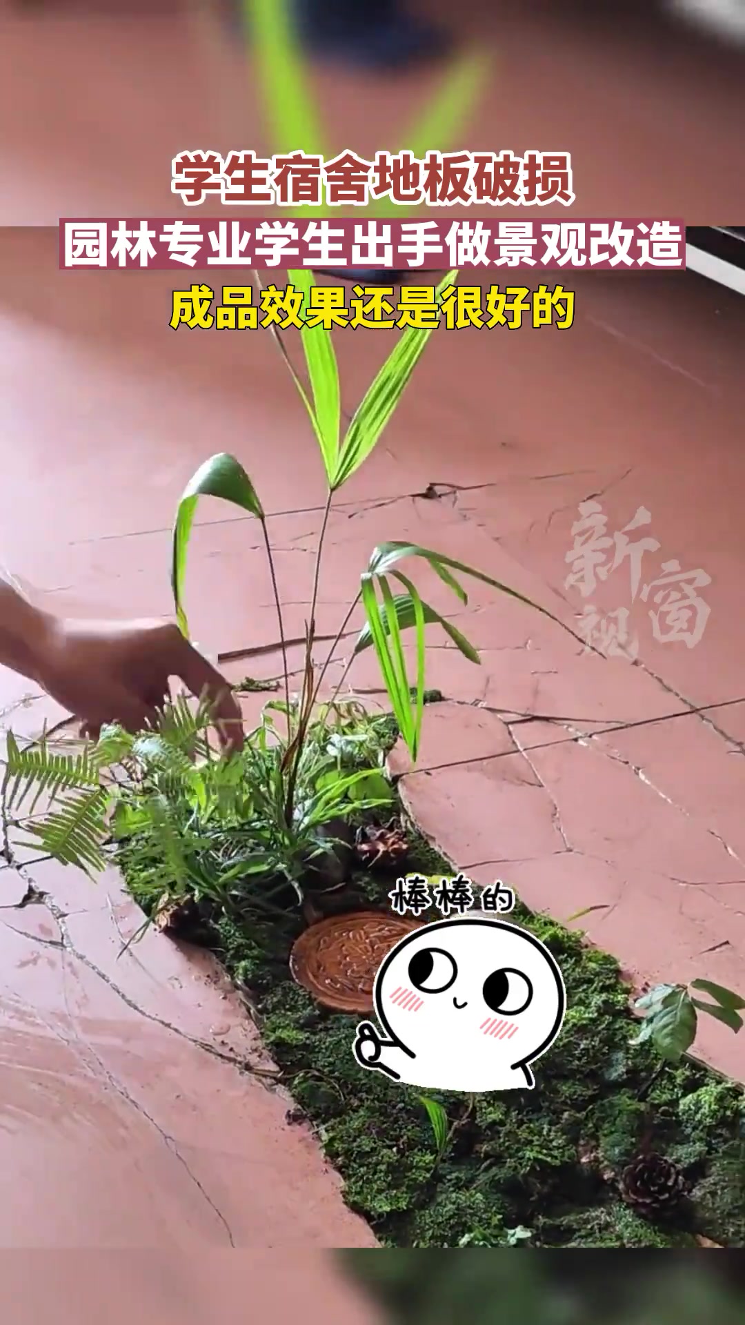 这真是艺术家！碎地板也变成盆景台！我要开始砸我家了