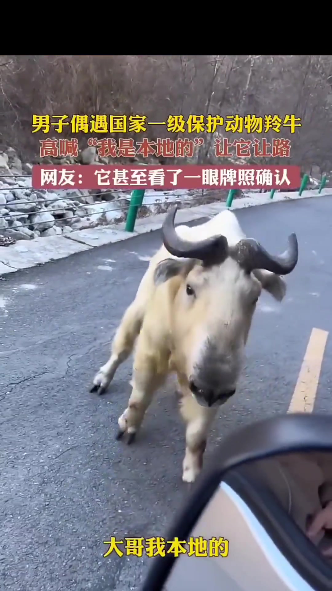 男子偶遇国家一级保护动物羚牛，羚牛让它让路