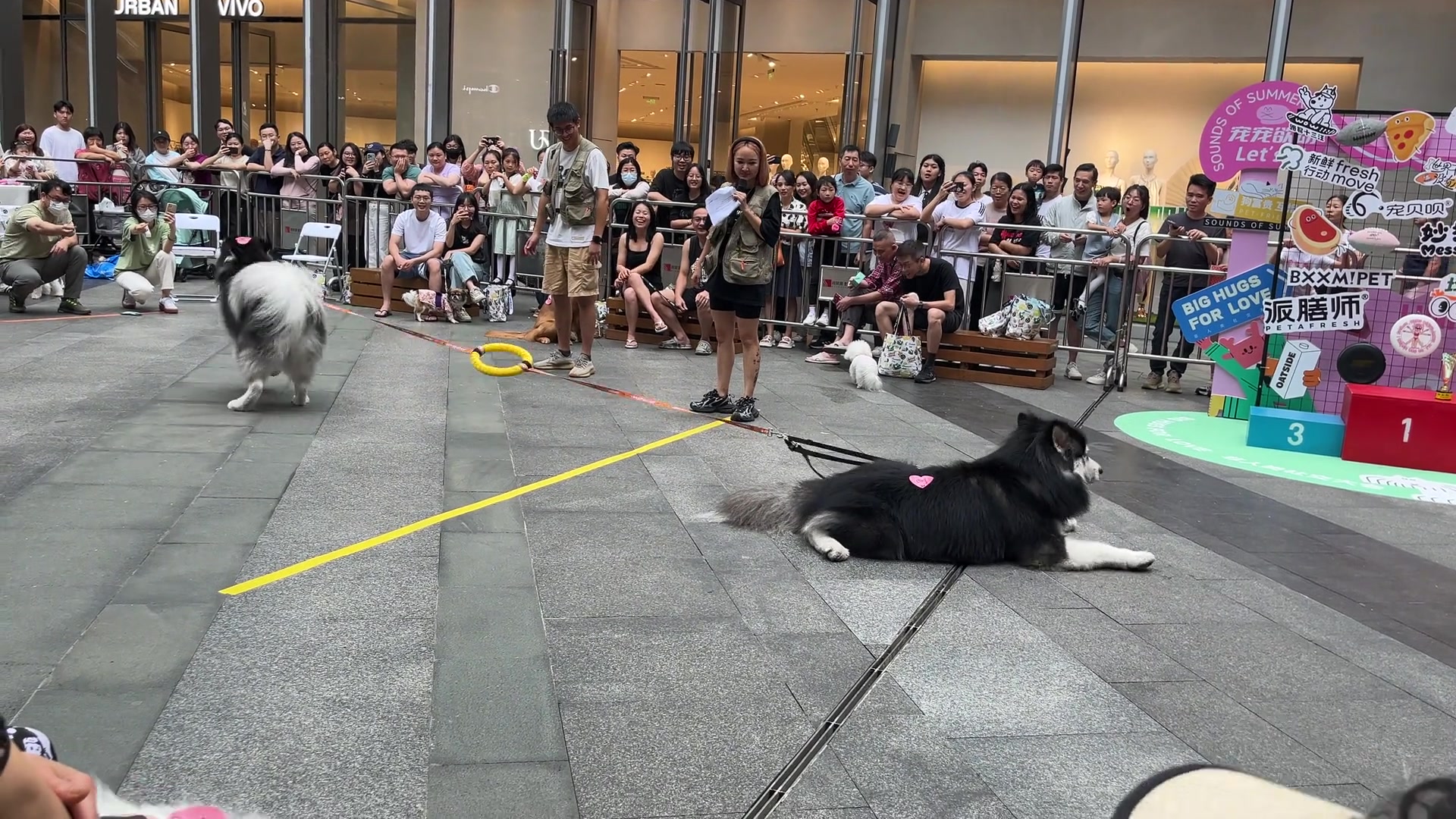 两只狗的拔河较量，猜猜谁赢了