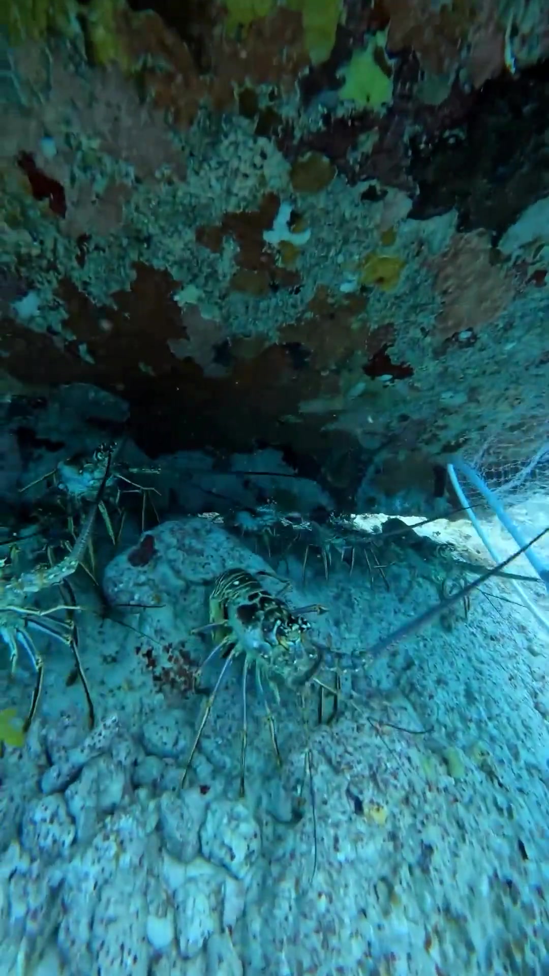 来看看是怎么抓龙虾的