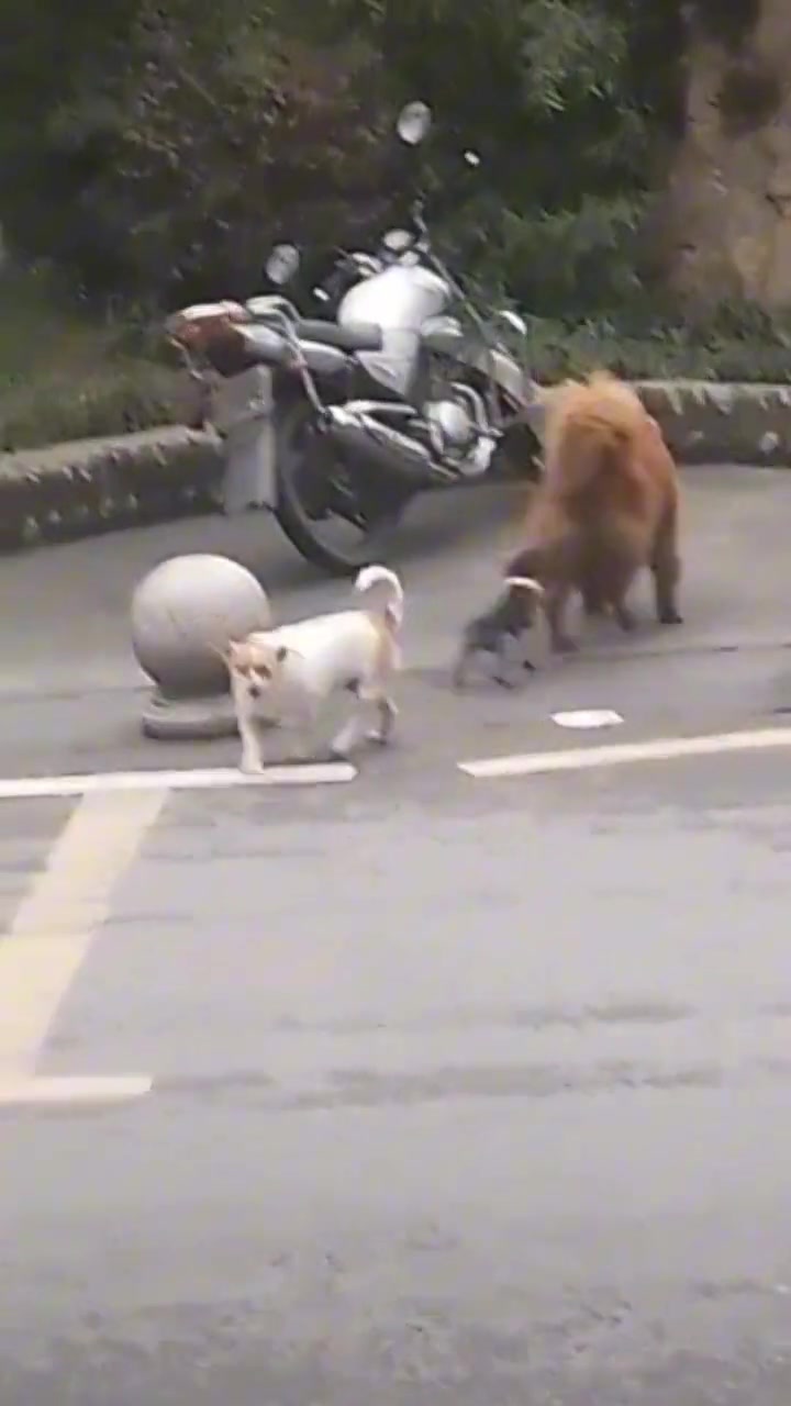 金毛：找个没监控的地方