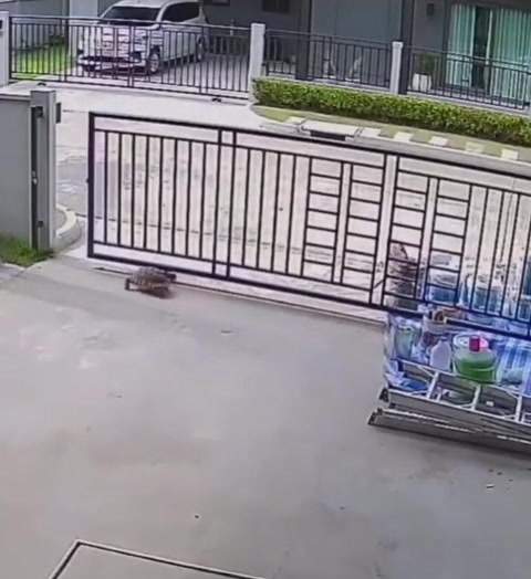 现在乌龟都这么聪明了吗？看来以后能让它取快递了