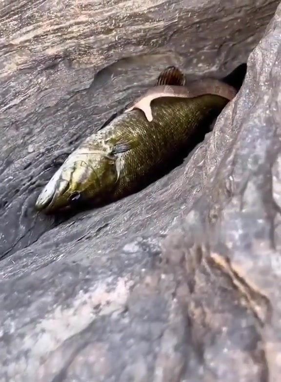 小嘴想塞大鱼？