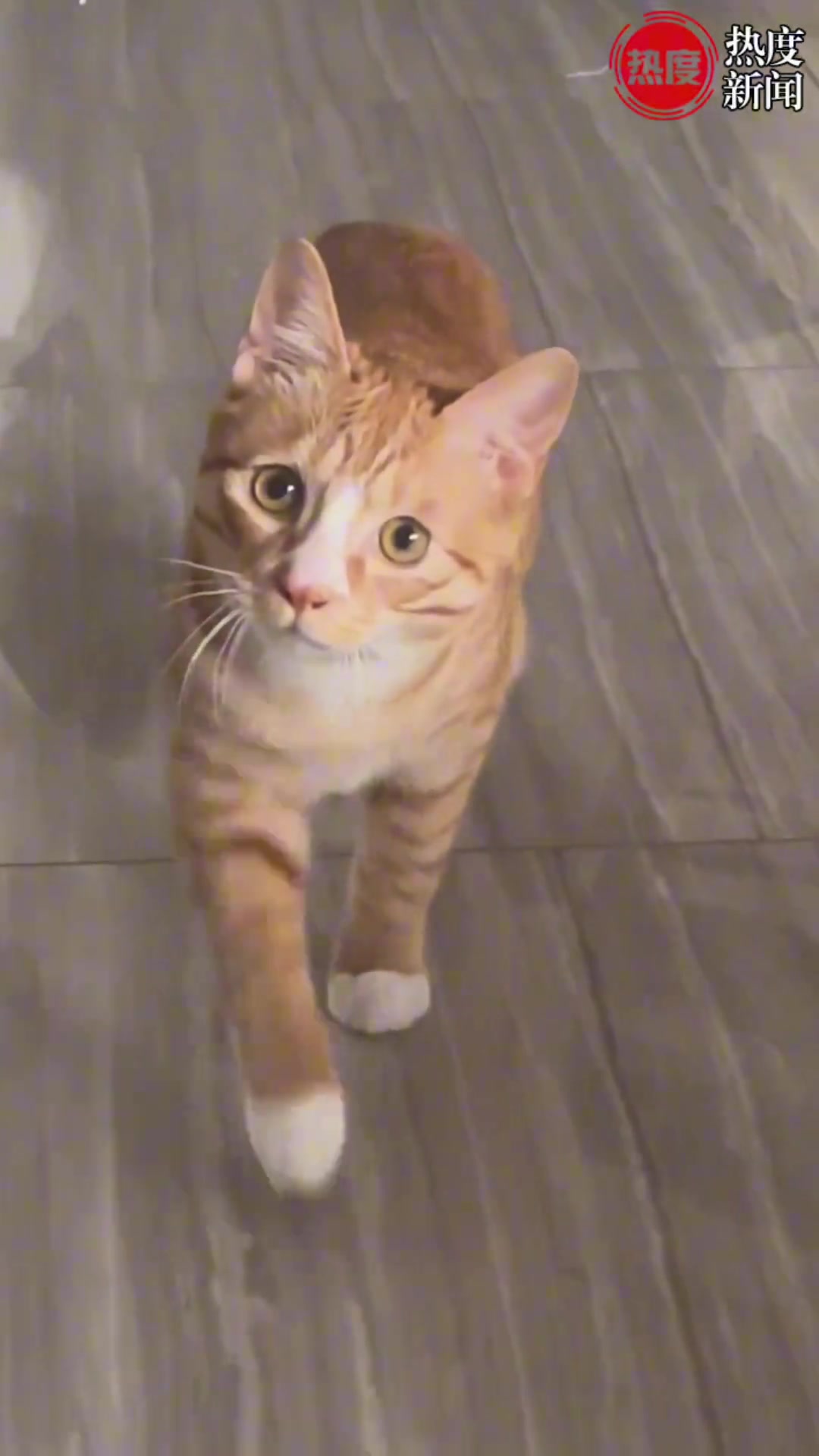 主人喊猫咪时必须带节奏，猫咪步伐喊一次动一次