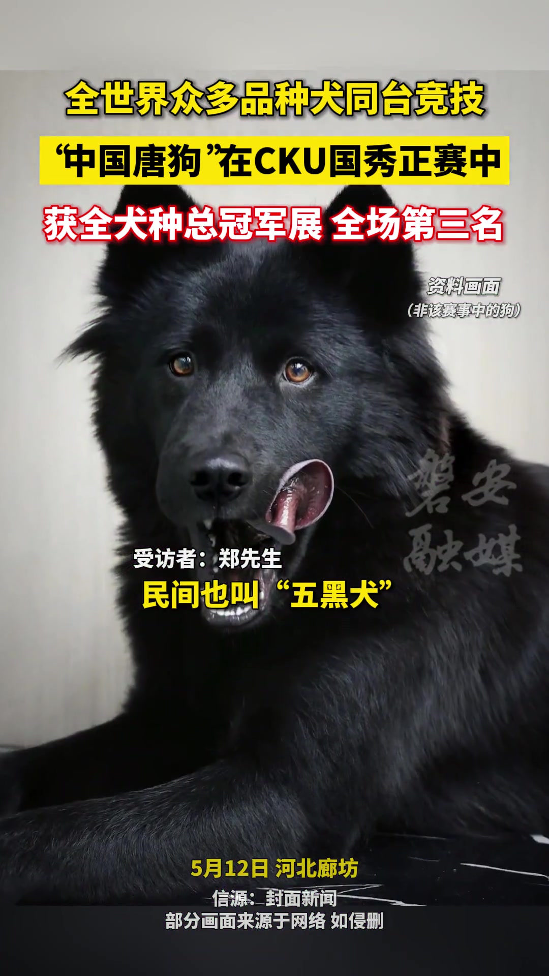 世界众品种犬同台竞技，中国唐狗获全犬种总冠军第三名