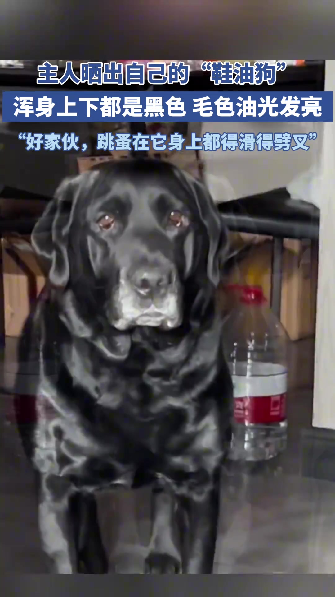主人晒出自己的“鞋油狗”，浑身上下毛发油光发亮
