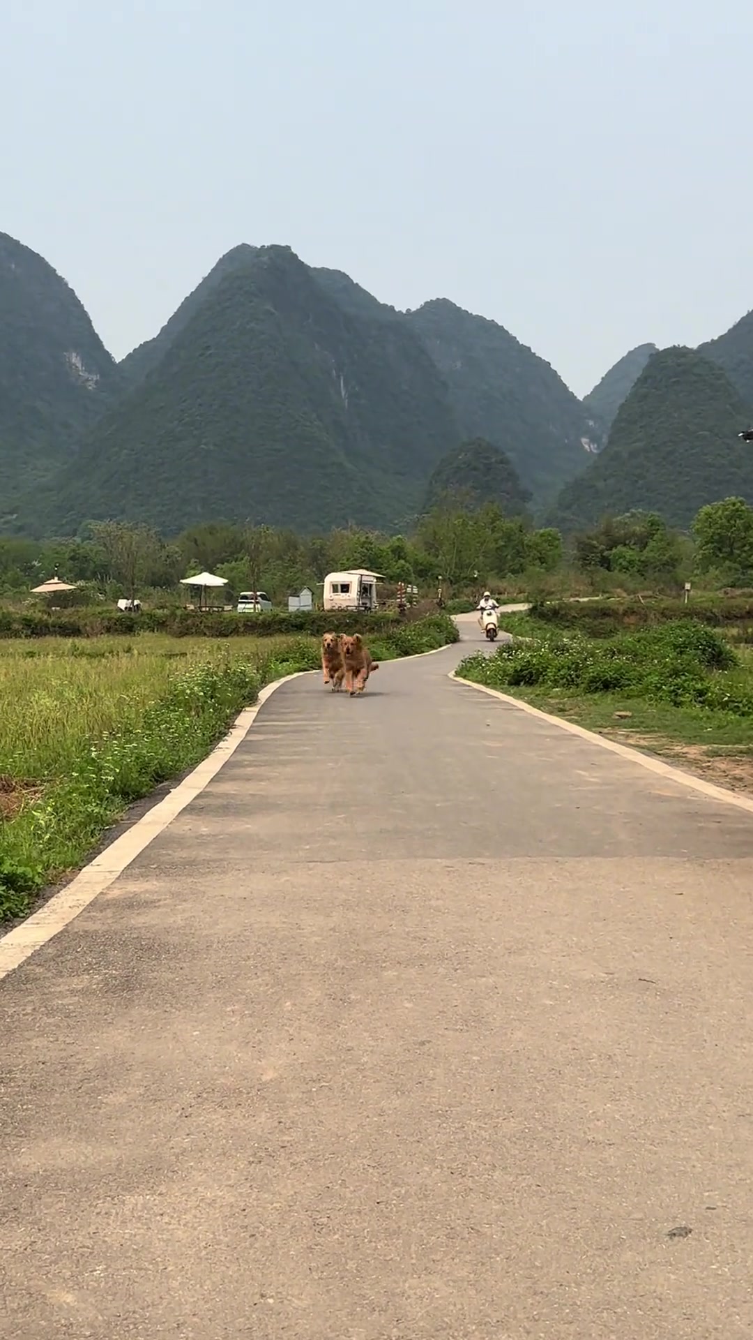 老远看到一人一车两狗，以为是很温馨的画面