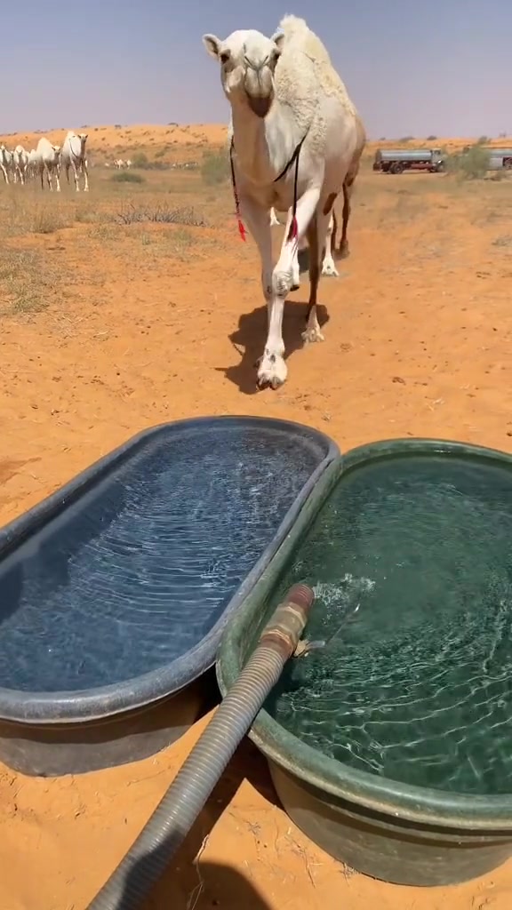 骆驼喝水水