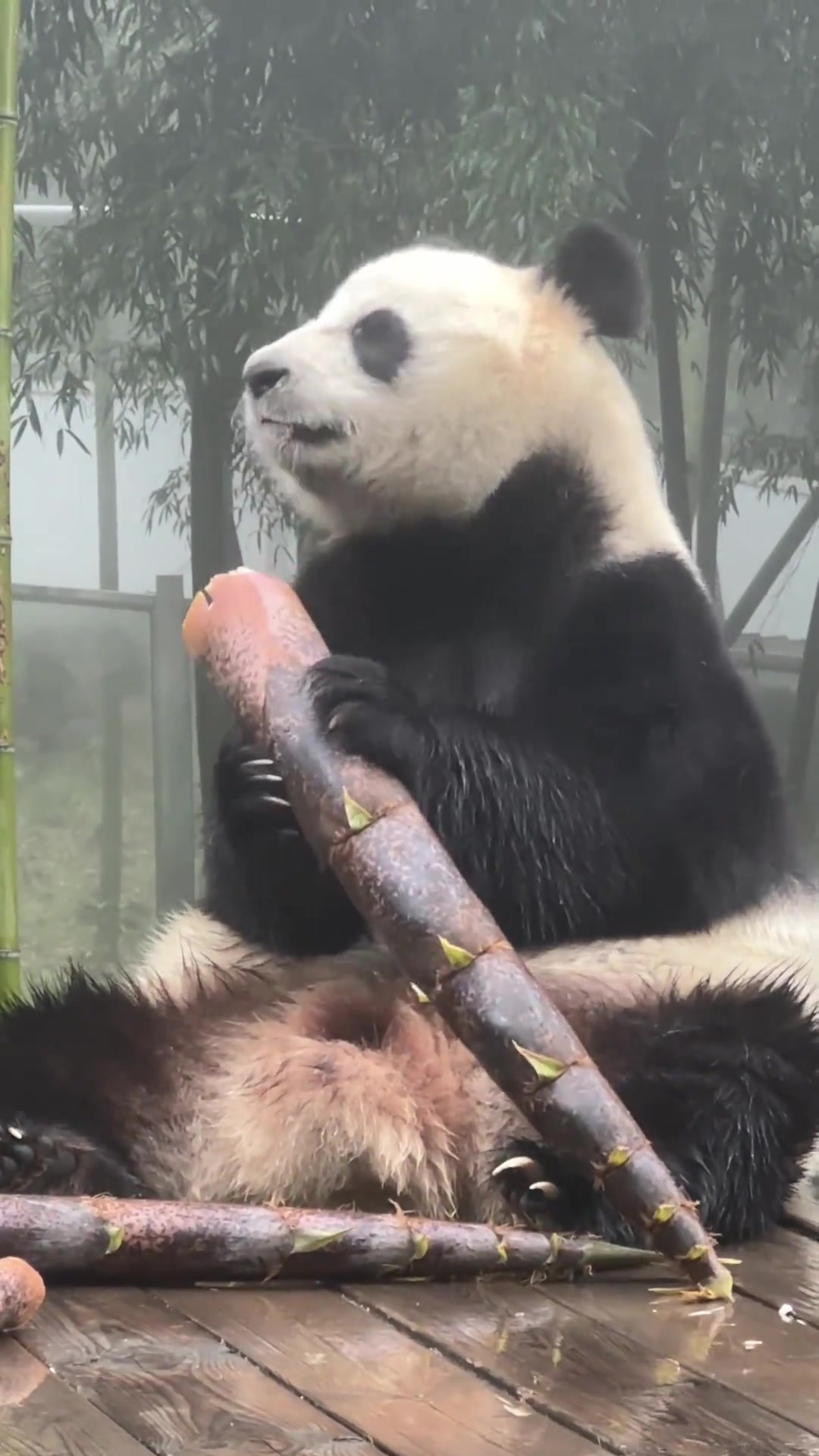 就浅浅的吃一棵笋笋 国宝熊猫