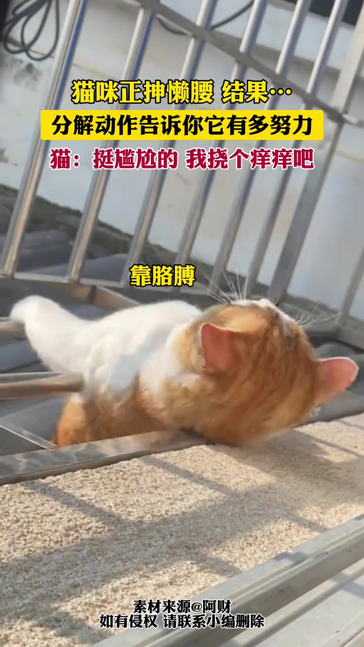 原来猫咪尴尬的时候也挺忙， 猫咪正伸懒腰，结果……