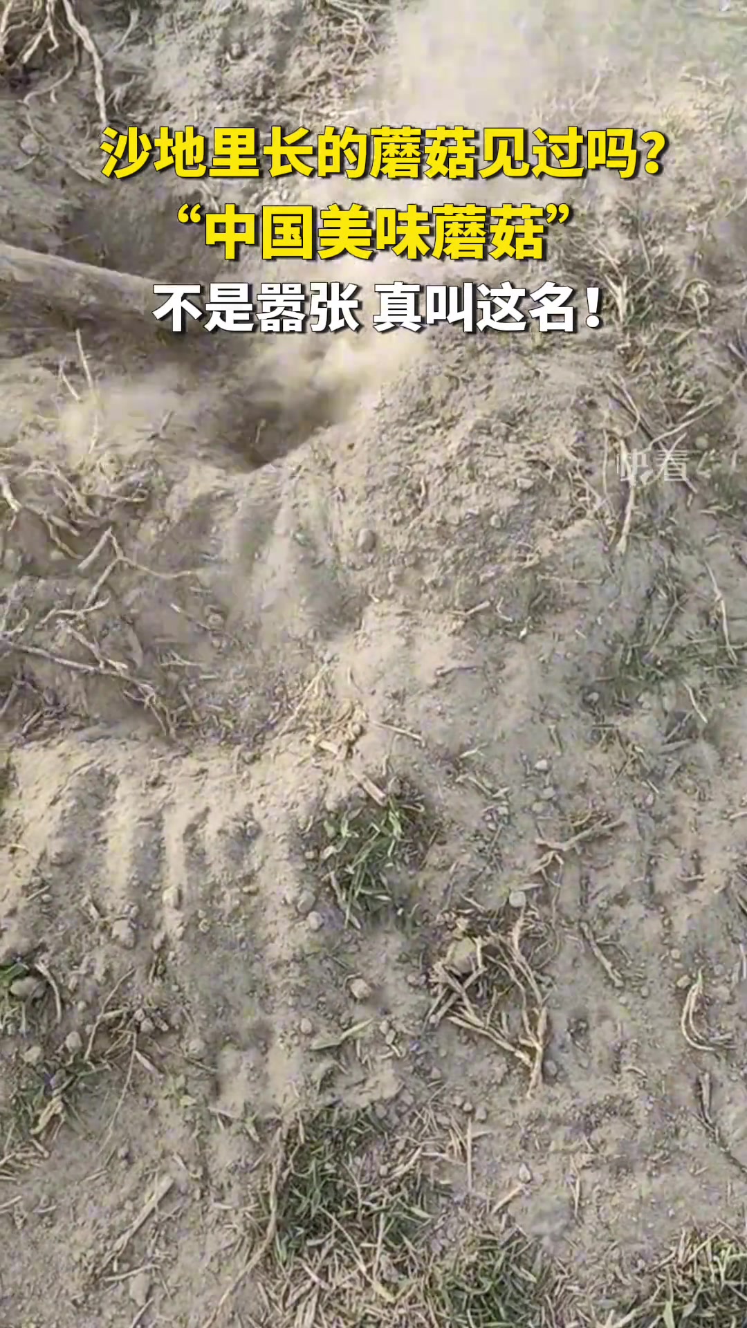 沙漠里会长出中国美味蘑菇，这很合理