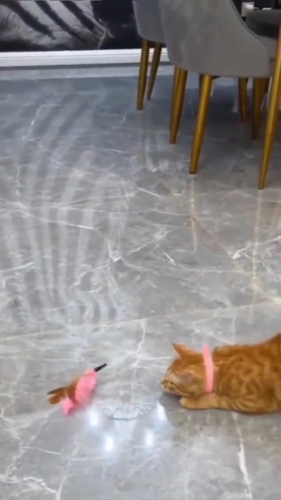 猫：今天的逗猫棒格外给力
