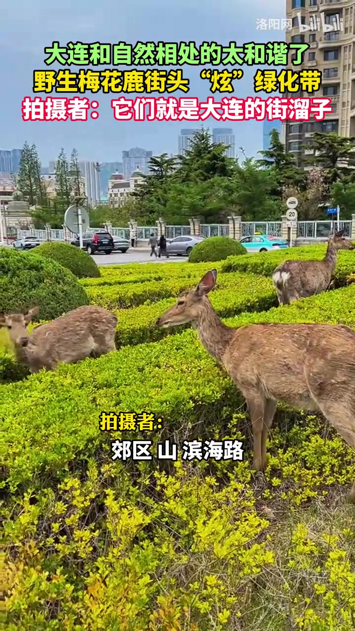 大连的街溜子，野生梅花鹿街头“炫”绿化带