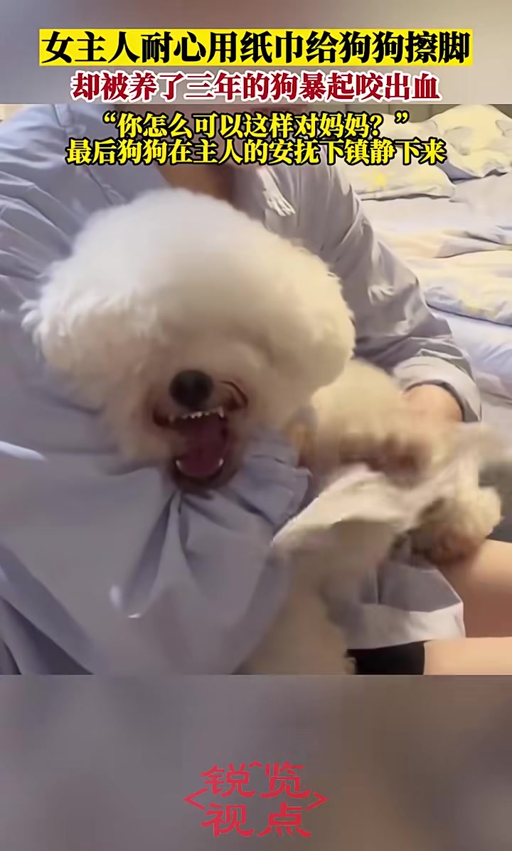 女子被养了三年的狗咬出血！女主人耐心给狗狗擦脚被咬