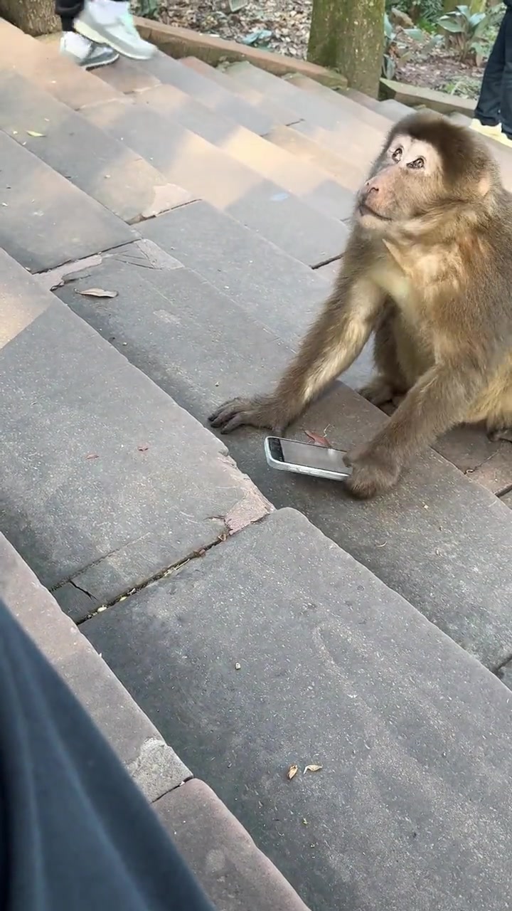 猴哥：请你以后不要给我的新手机打电话了