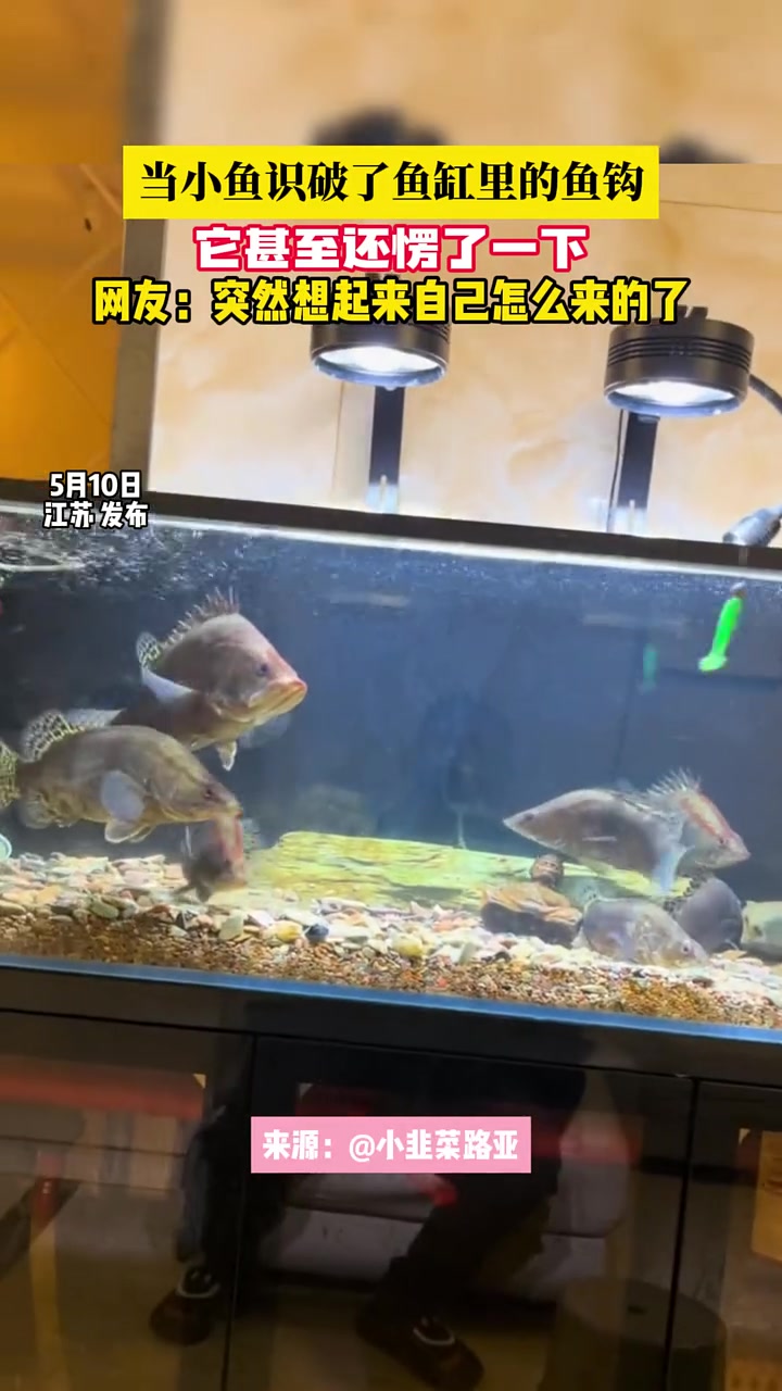 它甚至还愣了一下！