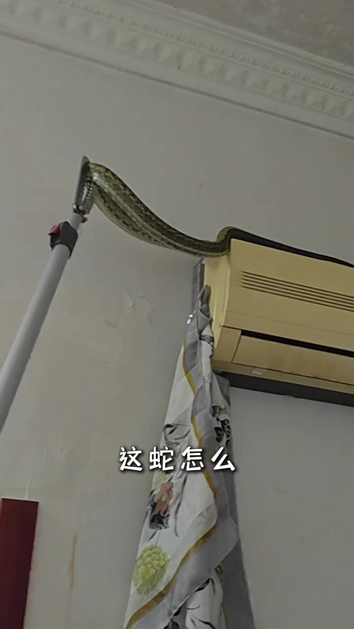 空调爬出2米大蛇 ！