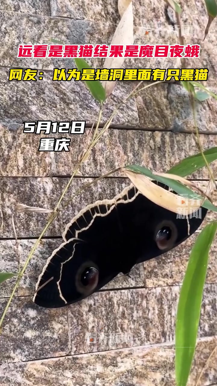 远看是黑猫，结果居然是魔目夜蛾 ！