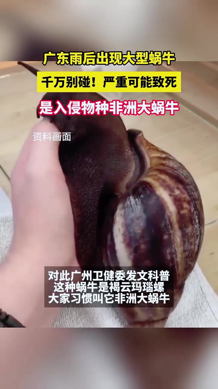这些大蜗牛，千万别碰，入侵物种！