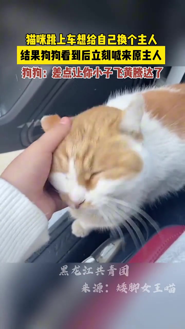 狗:差一点就让你大富大贵了，还好铲屎官来的快
