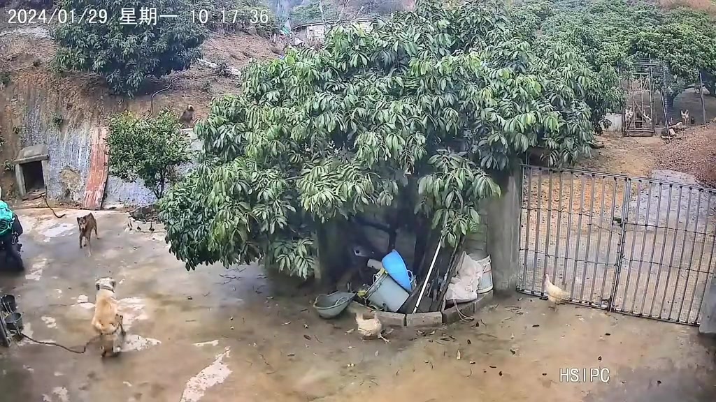 看家护院的好狗，捍卫家禽