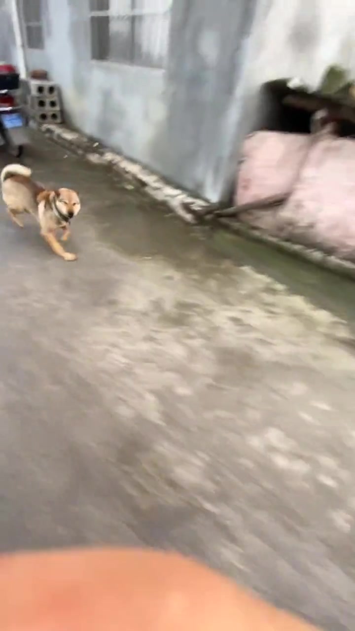 狗：不是，哥，你来真的啊