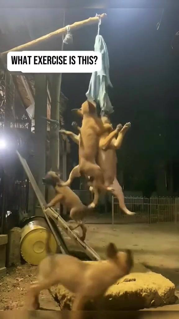一狗当先，四狗追随