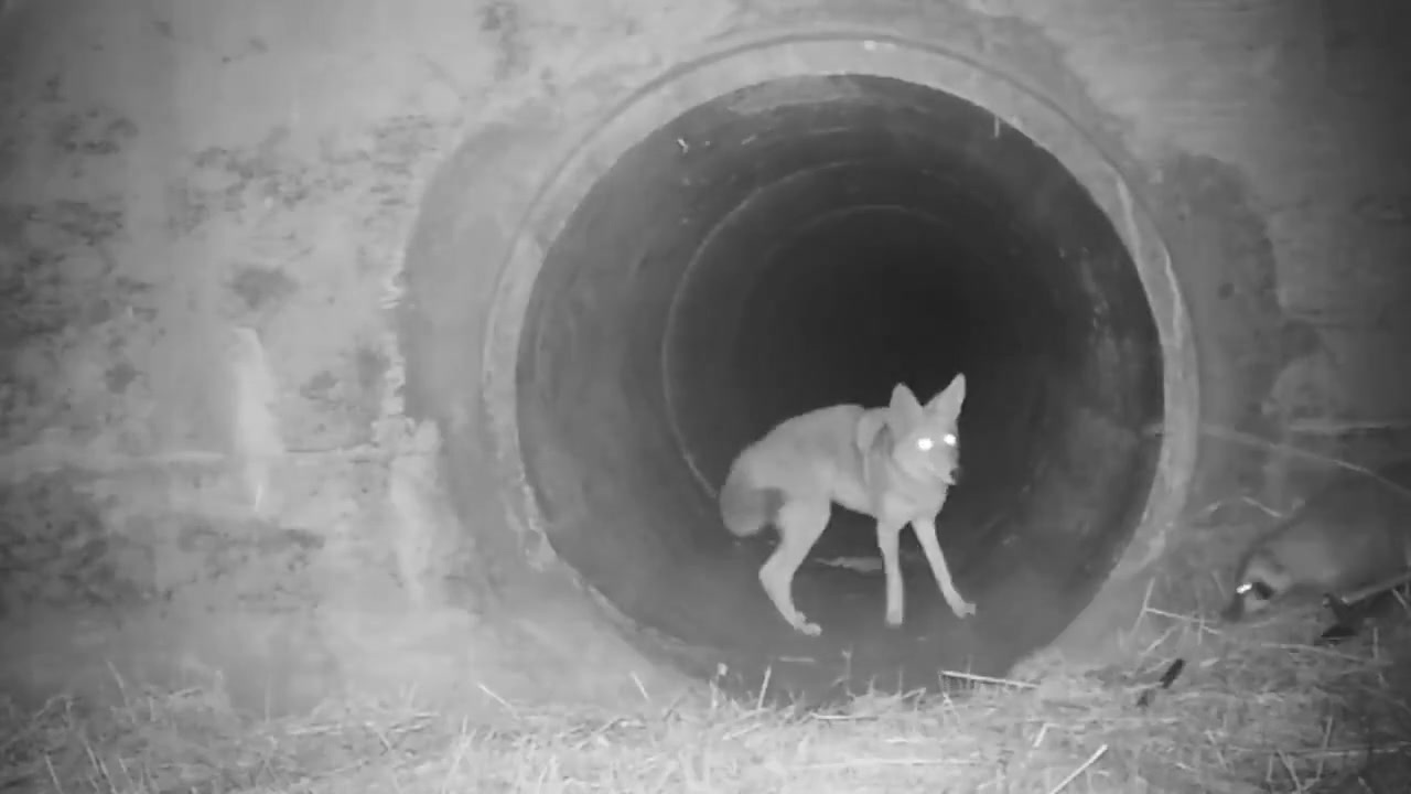 野外摄像头拍摄到跨物种合作，郊狼领着獾一起去捕猎