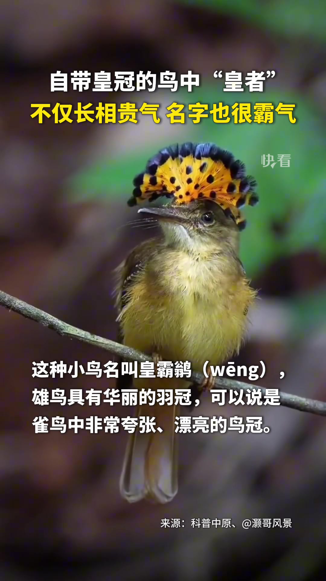 瞧这漂亮的皇霸鹟，是鸟中自带皇冠的“皇者”！