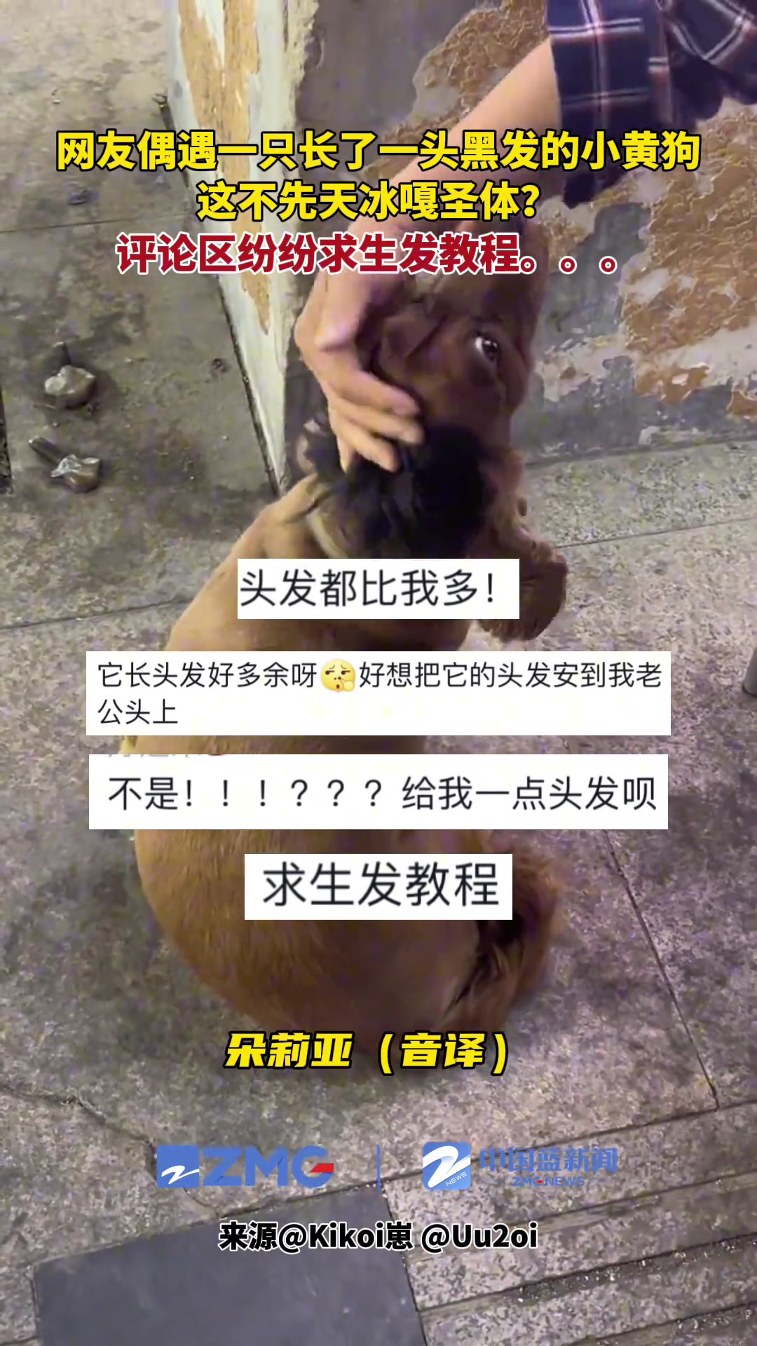 网友偶遇一只长了一头黑发的小黄狗