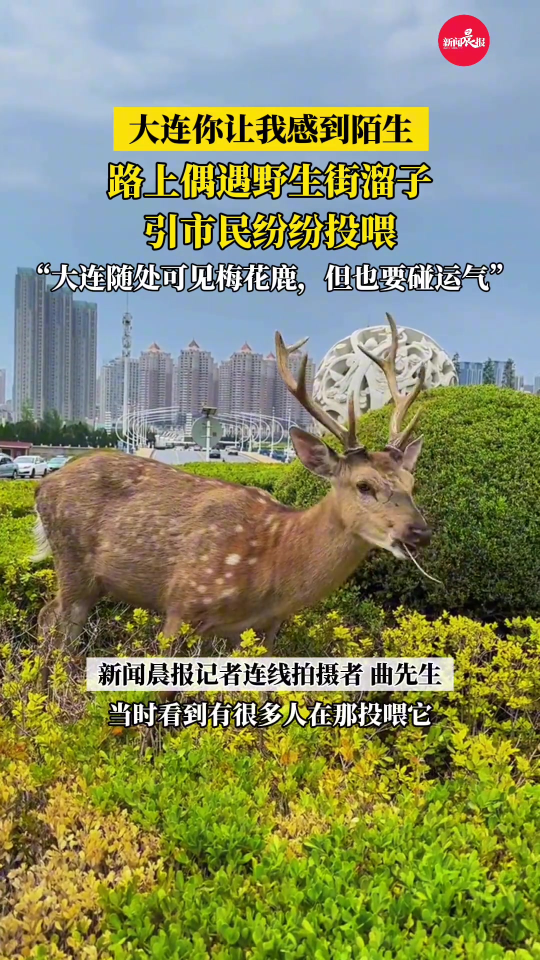 大连你让我感到陌生！路上偶遇野生梅花鹿引市民纷投喂
