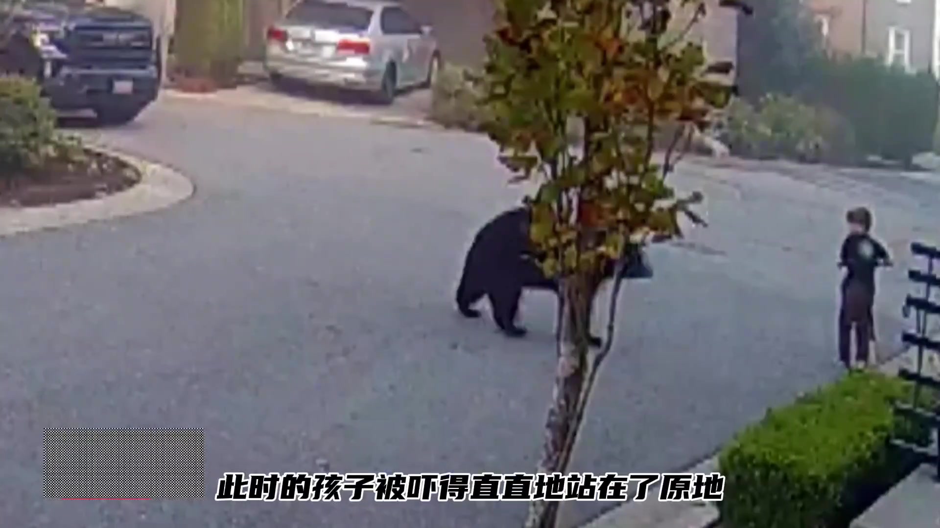 监控拍下孩子遭遇黑熊的可怕场面奇妙的动物 ！