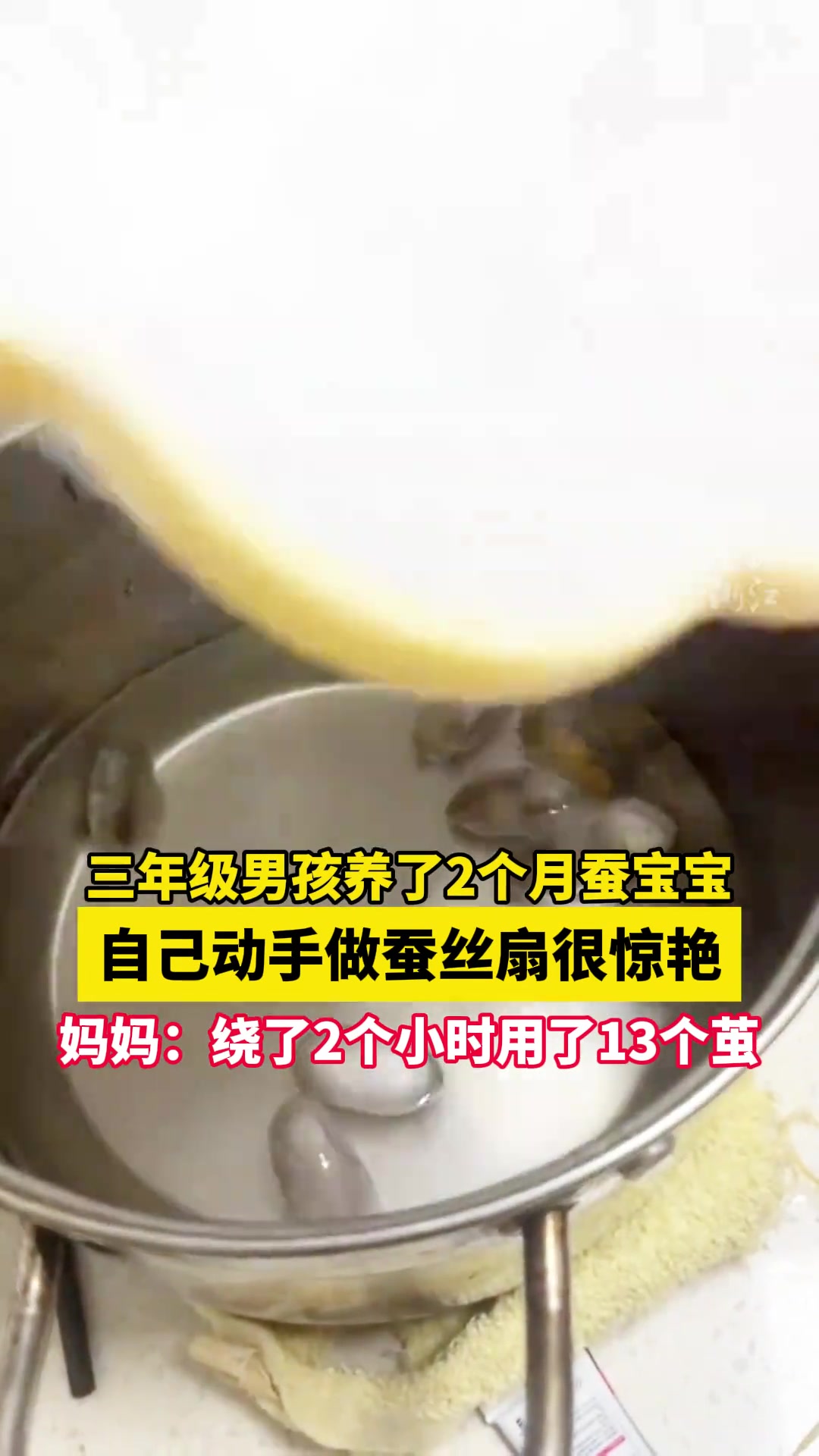 三年级男孩花2个月养蚕宝宝，自制蚕丝扇成品很惊艳！