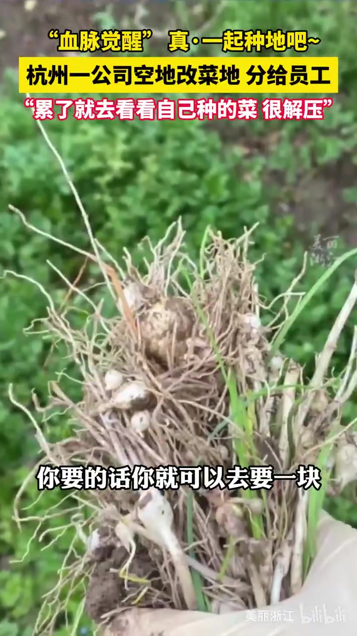 现实版一起种地吧，杭州一公司空地改菜地分给员工种菜