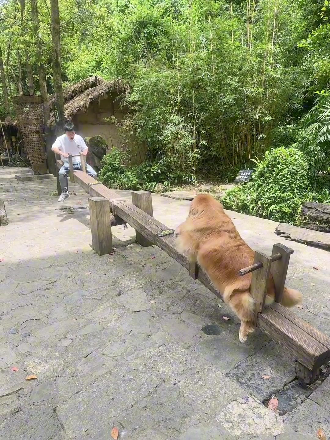 到底是他太轻了还是Q宝太胖了？