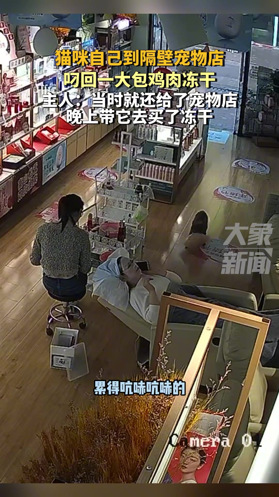 成精了！猫咪自己到隔壁宠物店叼回一大包鸡肉冻干