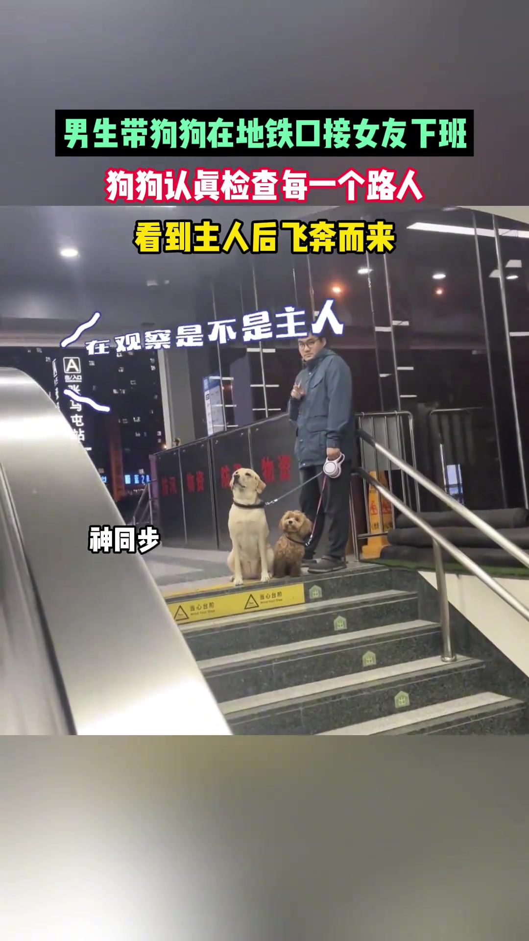 男生带狗狗在地铁口接女友下班狗狗认真检查每一个路人