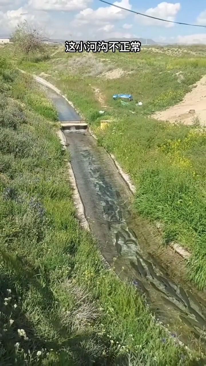 这小河沟不正常 鱼