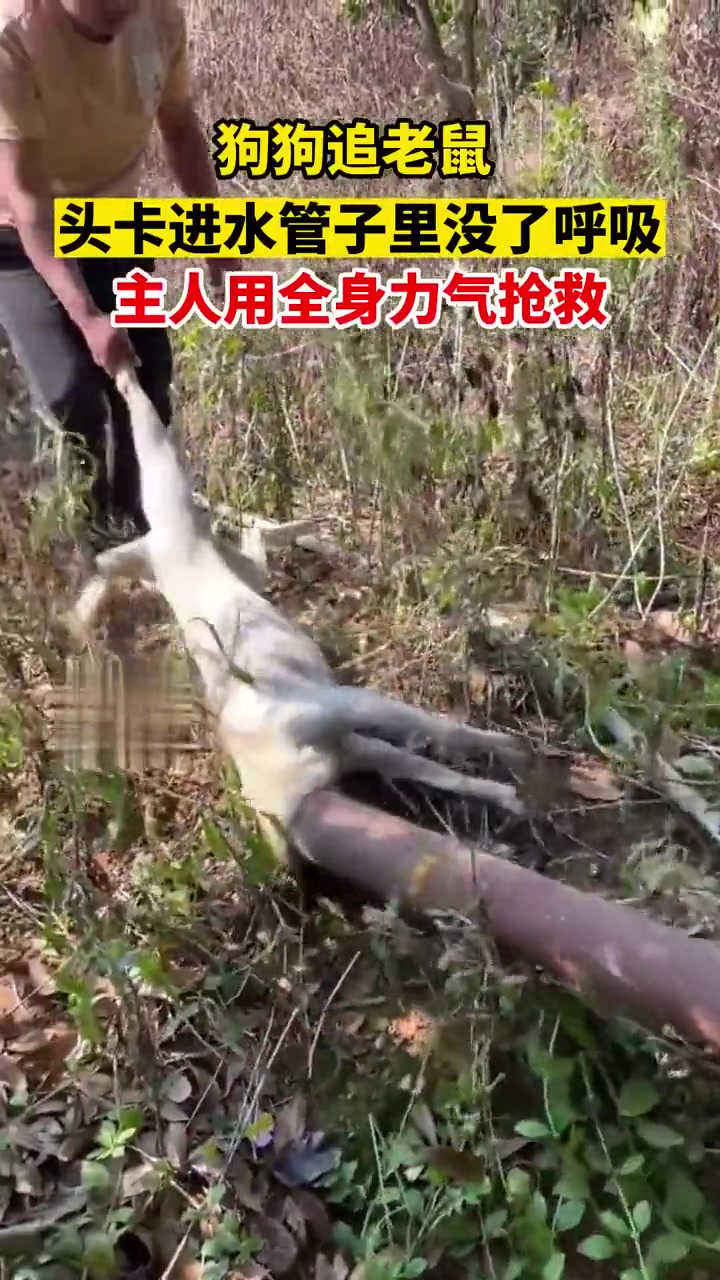 舌头都黑了！狗追老鼠卡进水管子里没呼吸主人全力抢救