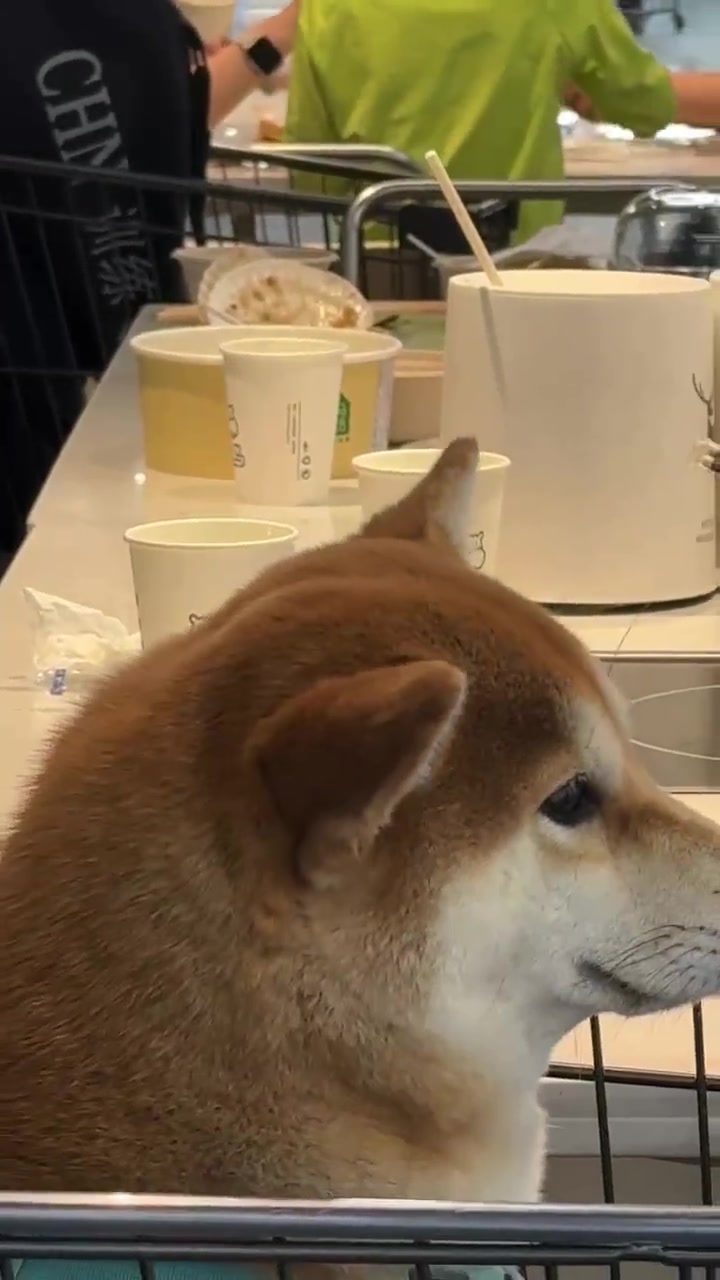 狗:怎么了，人