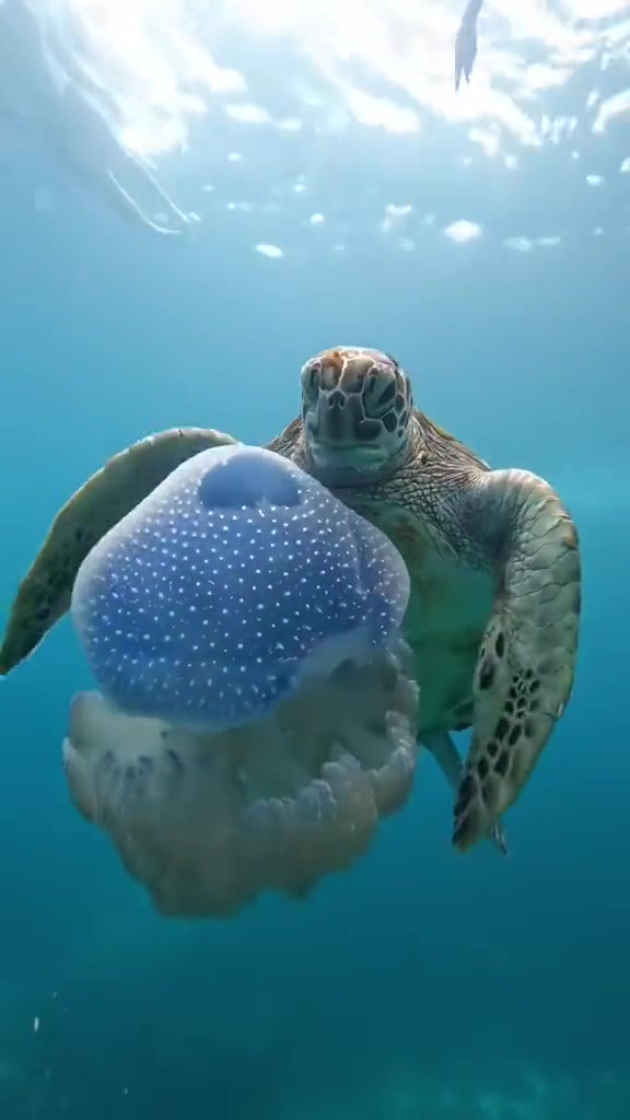 海龟自助凉拌海蜇皮