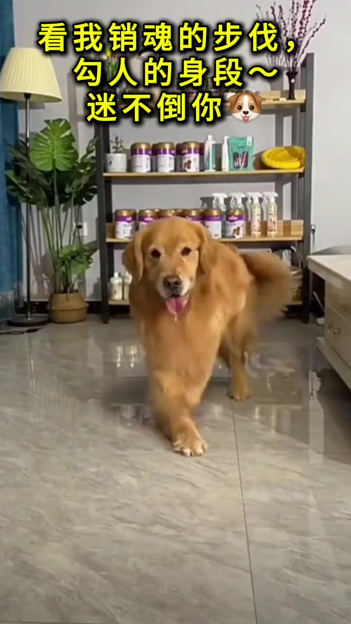 这是男狗 得教他走正步
