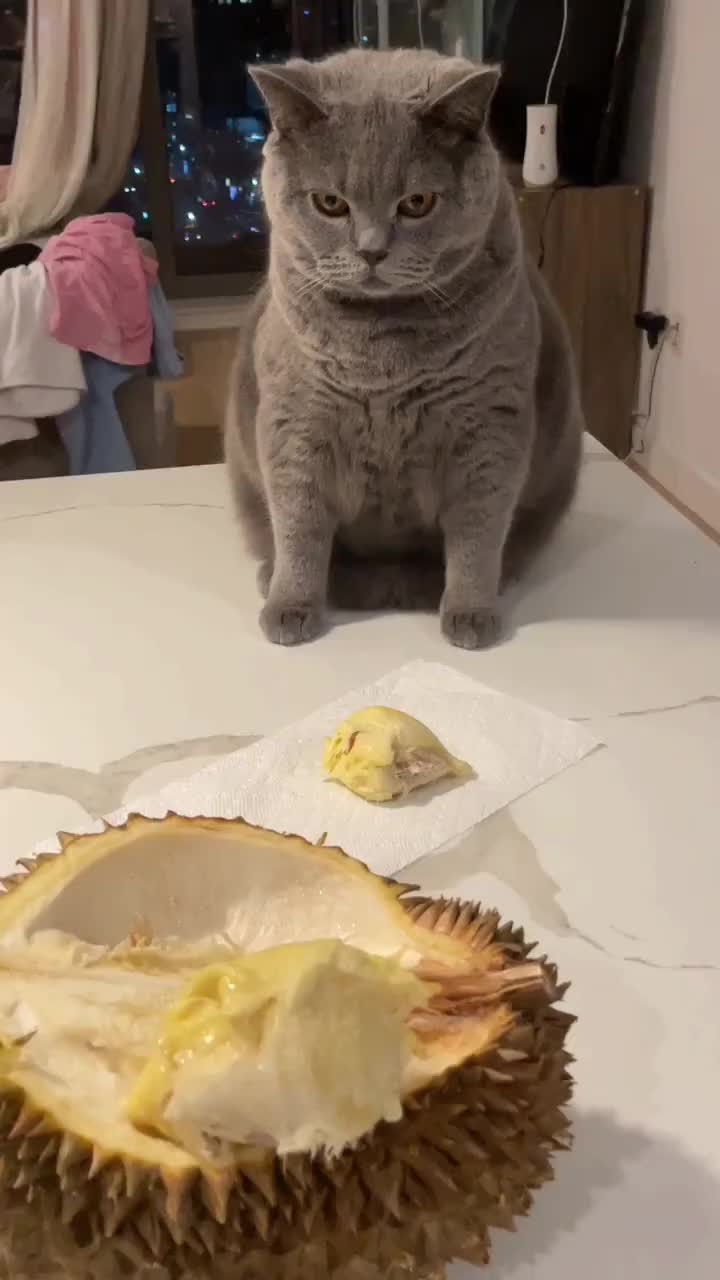 猫：你告诉我你是不是在赤石？